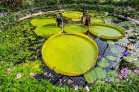 Cum arată cel mai mare nufăr din lume şi unde a fost descoperit