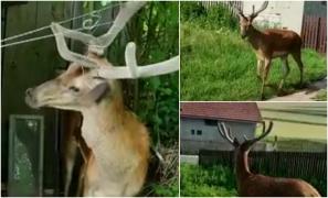 Cerb împotmolit într-un cablu electric, salvat de jandarmii din Miercurea Ciuc. Neobişnuit de calm, a aşteptat să fie eliberat