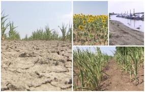 România a intrat sub semnul secetei extreme: Culturi compromise total, iar oamenii au ajuns să primească apă cu raţia. "An ca ăsta n-a mai fost din 47"