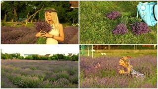 "Facem ulei şi sirop de lavandă." O femeie din Harghita a pornit afacerea cu lavandă dintr-o întâmplare. Acum are 9000 de butaşi