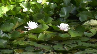 Rezervaţia de nuferi de la Băile Felix, un adevărat tărâm al florilor exotice