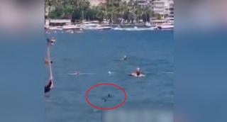 Țipar confundat cu un rechin, alungat cu mopul. Peștele inofensiv a creat panică printre turişti, pe o plajă cu Turcia