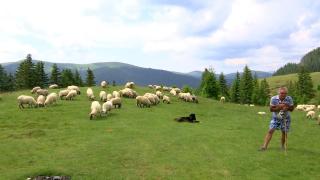 Dispar ciobanii, în țara Mioriței. De ce refuză tinerii să mai practice oieritul