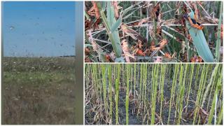 Imagini apocaliptice în Tulcea. Invazie uriaşă de lăcuste pe suprafeţe mari de teren agricol