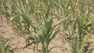 Lăcustele distrug ce a rămas în urma secetei: "Au depus ouă. Undeva la 200 pe zi. Doamne fereşte, se poate agrava şi mai tare"