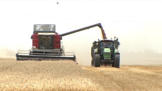 Grânarul Europei se transformă în polul secetei. "Numai beţe, restul, mai nimic"