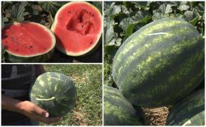 Pepenii de Dăbuleni au concurenţă serioasă pe piaţa din România. Unde se găsesc lubeniţele care tind să preia supremaţia