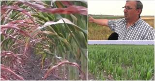 "Ei vor avea porumb de 12-13 tone, noi nu facem nimic!". Ungurii irigă cu apă din Mureş, în timp ce fermierii arădeni își plâng de milă, din cauza secetei