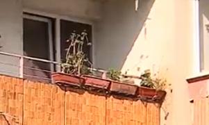 ''Totul este uscat, pământ crăpat.'' Efectele secetei se simt şi în oraşe. Cum putem proteja plantele de caniculă