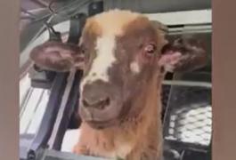 Oaie surprinsă în maşina poliţiei, pe locul rezervat bandiţilor. Ce ''infracţiune'' a comis