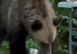 Ghici cine vine la cină. Un urs a fost atras de mirosul de friptură şi cartofi prăjiţi şi a venit peste turişti: "Băi, pleacă, că îmi mânânci mâncarea!"