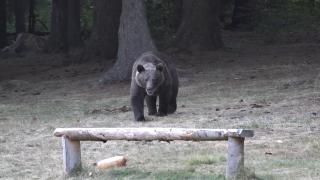 Doi fraţi din Vrancea, răniţi de un urs