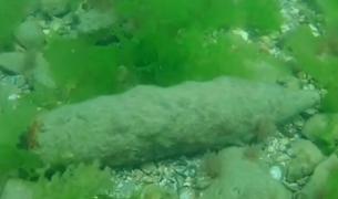 Proiectil descoperit în Marea Neagră, în zona Eforie Nord