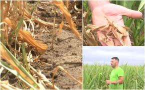 Seceta îi aduce pe agricultori în pragul falimentului. Fermierii sunt nevoiţi să-şi vândă inclusiv animalele: ''Este un an cu pierderi colosale''