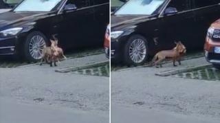 Vulpe surprinsă cu o găină în gură, în centrul orașului Târgu Jiu. Cum a reacționat când au filmat-o trecătorii