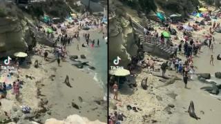 Momentul în care doi lei de mare golesc o plajă de turişti din San Diego. O femeie i-a deranjat în timp ce dormeau
