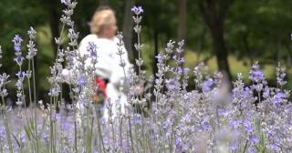 Sărbătoarea lavandei a unit o comunitate din Hunedoara: "Femeile fac sirop din ea, copiii fac decoraţiuni"