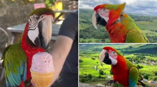 Cel mai tare papagal: lăsat liber de stăpână, se întoarce mereu la ea după ce cutreieră singur parcurile