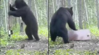 Reacţia amuzantă a unui urs atunci când se vede în oglindă. Imaginea a devenit virală pe reţelele sociale