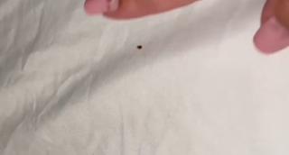 O noapte la un hotel din centrul Timişoarei s-a transformat în coşmar pentru o femeie: "Am simţit că mişcă ceva. Am aprins lumina, erau pe cearşaf"