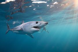 Rechinii au migrat aproape de ţărmul Mediteranei, gata de atac. Biologii estimează riscul ca prădătorii să ajungă în Marea Neagră