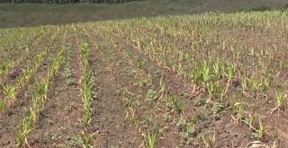 "Tot era ars. Şi acum e tot la fel". Pagube de milioane de lei pentru fermierii din Vaslui. Aşa o secetă nu s-a mai văzut în zonă din 1947