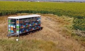 Semnal de alarmă: Din iarnă, 32% dintre coloniile de albine au murit din cauza pesticidelor în România