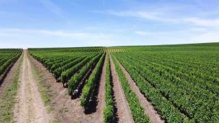 Mircea a creat un sistem unic în lume pentru a proteja culturile. Costă 1.500 de euro şi a ajuns inclusiv în SUA