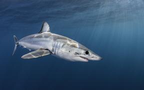 Rechinii Mako au înconjurat cinci plaje din Barcelona, destinaţii frecventate şi de români. Autorităţile au arborat steagurile roşii