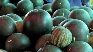 Câţi nitraţi sunt într-un pepene roşu de Dăbuleni, cumpărat dintr-o piaţă din Bucureşti. Experiment Observator