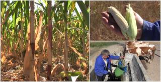 "O să fie daună totală". Paradox într-o comună din Arad, unde agricultorii își plâng de milă, din cauza secetei