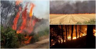 "Vai de capul meu! Vine focul, arde pădurea". Incendiile fac prăpăd în mai multe judeţe din ţară, o femeie a fost găsită carbonizată pe câmp