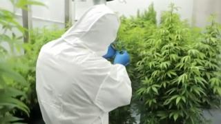 Legea canabisului medicinal s-a blocat înainte de promulgare. "Sunt mii și mii de studii care au dovedit beneficiile în terapia durerii"