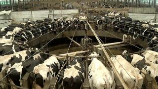 Cel mai secetos an din istoria României. Fermierii nu mai au cu ce să îşi hrănească animalele şi le duc la abator