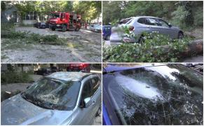 "Am văzut că a picat un copac". Trei maşini, distruse dintr-o singură lovitură. Un arbore s-a prăbuşit din senin, la Deva