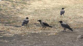 "E plin Clujul". Invazie de ciori într-un cartier din Cluj-Napoca. Oamenii caută disperaţi soluţii pentru a scăpa de zgomotul păsărilor