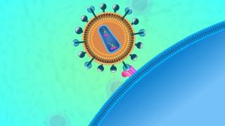 Doi pacienţi infectaţi cu virusul HIV, vindecaţi după un transplant cu celule stem