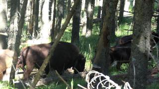 Munții Făgăraș devin acasă pentru trei pui de zimbru