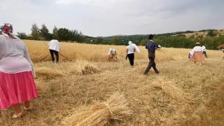 Cum arăta o zi la culesul recoltei în vremea străbunilor. Localnicii din Bihor au recreat ziua tradiţională de muncă în lanul de secară