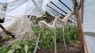 Agricultorii români primesc lovitură după lovitură. Seceta a uscat culturile, acum ploile şi vijeliile au distrus solariile