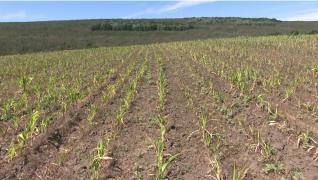 "Doar la cultura de porumb pierderea e de 50 de miliarde". Fermierii din Vrancea sunt disperaţi: culturile au fost distruse fie de secetă, fie de grindină