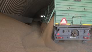 Au recoltat tot ce au prins. Un agricultor din Olt a rămas fără grâu după ce angajaţii unei firme private au intrat pe terenul lui, fără să-şi dea seama