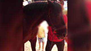 Momentul în care un copil de 4 ani este lovit de cal, la circ. Părinţii sunt disperaţi: "Plânge noaptea, se trezeşte, este speriat"