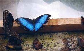 "Casa fluturilor", un tărâm desprins din povești. Sute de exemplare din peste 15 specii tropicale, prezentate într-o expoziţie ce încântă turiştii an de an