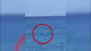 Panică pe o insulă grecească. Un rechin de aproape 3m a fost observat înotând la doar 15m de ţărm