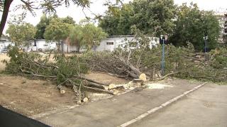 70 de copaci, puşi la pământ în ultimele săptămâni în Bucureşti. Amenda e ridicolă: 100 de lei pentru fiecare copac, 25 de lei dacă e plătită în 15 zile