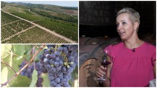 Seceta a lovit puternic și vița de vie. Viticultorii anunță că vinul din acest an va fi mai puțin, dar mai tare