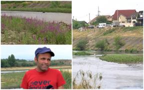Albia secată a Jiului devine câmp cu flori. Nivelul râului a scăzut pe alocuri de-l poţi traversa cu piciorul, doar în cizme