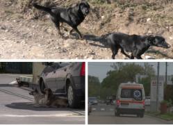 Un bărbat din Timiş, sfâşiat de cei 6 câini ai unui cioban din zonă: medicii s-au îngrozit când i-au văzut rănile. Omul ieşise să-şi cumpere o pâine