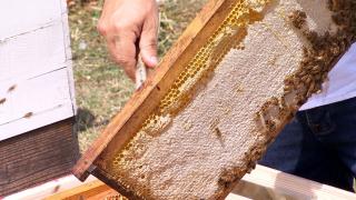 Profituri mici într-un an cu mari cheltuieli. Apicultura, afectată de secetă: "Sub 40%, per familia de albine"